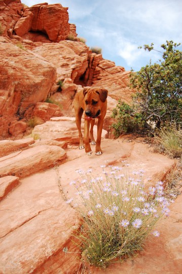 Apollo is a desert dog